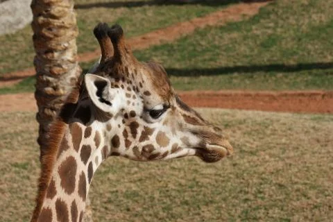 Giraffe - Giraffa camelopardalis Stock Photos