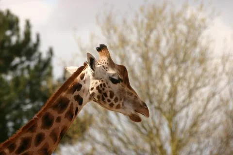 Giraffe - Giraffa camelopardalis Foto stock