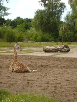 Giraffe - Giraffa camelopardalis Stock Photos