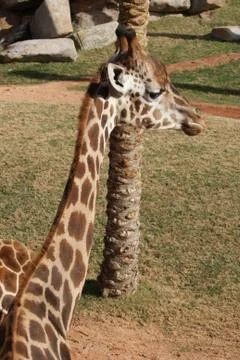 Giraffe - Giraffa camelopardalis Stock-Fotos