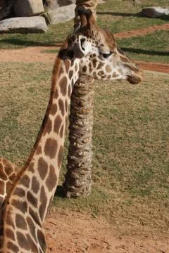 Giraffe - Giraffa camelopardalis 스톡 사진
