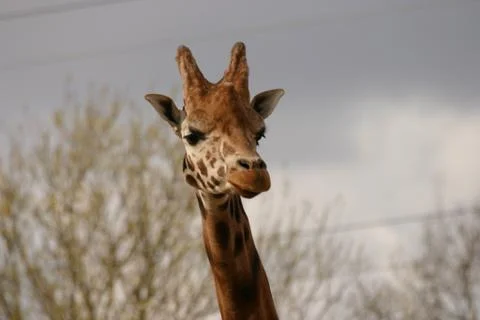 Giraffe - Giraffa camelopardalis Stock Photos