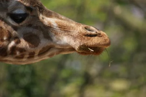 Giraffe - Giraffa camelopardalis Stock Photos