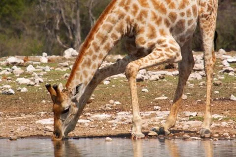The giraffe (Giraffa camelopardalis) Stock Photos