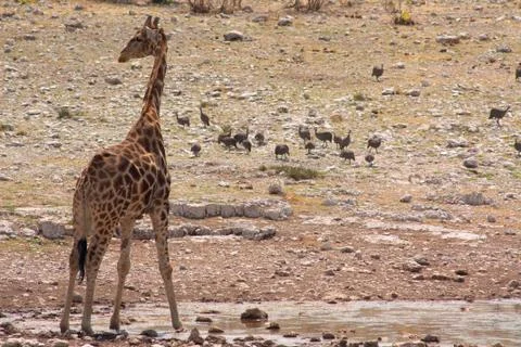The giraffe (Giraffa camelopardalis) Stock Photos