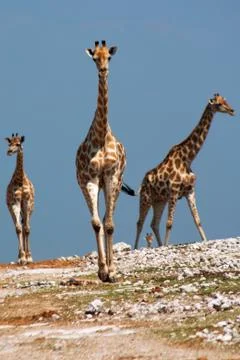 The giraffe (Giraffa camelopardalis) Stock Photos