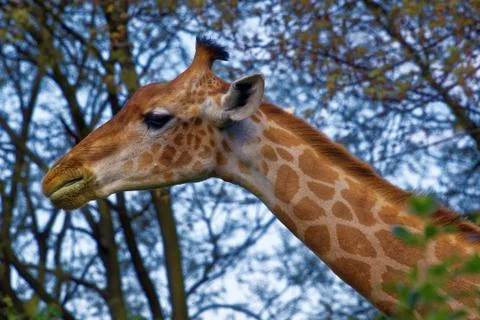 Giraffe (Giraffa camelopardalis) Stock Photos
