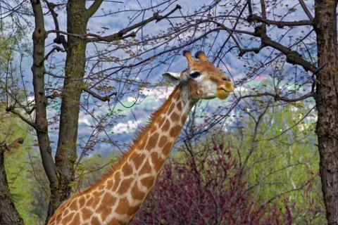 Giraffe (Giraffa camelopardalis) Stock Photos