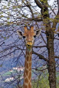 Giraffe (Giraffa camelopardalis) Foto stock