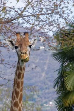 Giraffe (Giraffa camelopardalis) Stock Photos