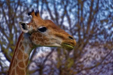 Giraffe (Giraffa camelopardalis) Stock Photos