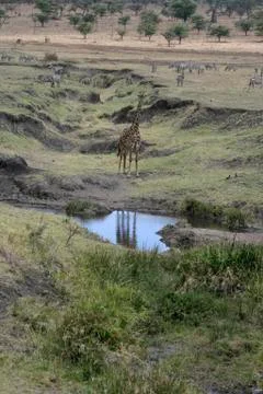 Giraffe, Giraffa camelopardalis, Foto stock