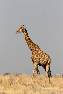 Giraffe, Giraffa camelopardalis Foto stock