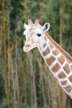 Giraffe (Giraffa camelopardalis) Stock Photos