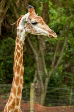 Giraffe - Giraffa camelopardalis Stock Photos