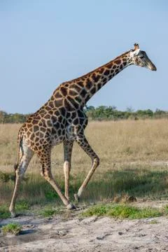 Giraffe (Giraffa camelopardalis) Stock Photos