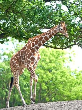 Giraffe (Giraffa camelopardalis) Stock Photos