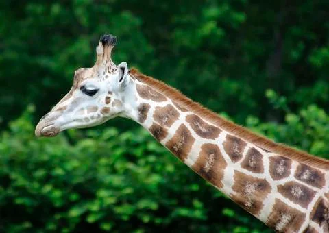 Giraffe (Giraffa camelopardalis) Stock Photos