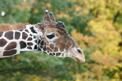 Giraffe (Giraffa camelopardalis) Stock Photos