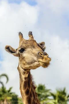 Giraffe (Giraffa camelopardalis) Stock Photos