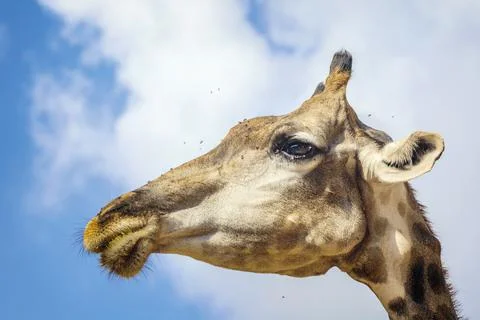 Giraffe (Giraffa camelopardalis) Foto stock