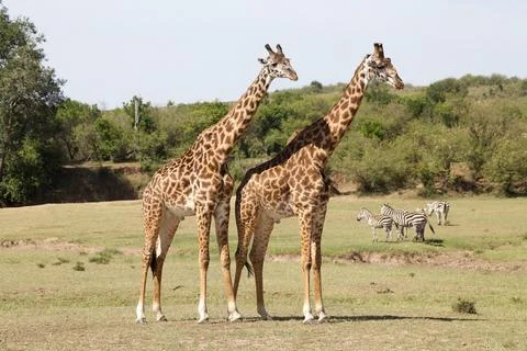 Giraffe (Giraffa camelopardalis) Stock Photos