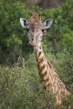Giraffe (Giraffa camelopardalis) Foto stock