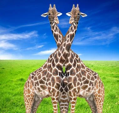 Giraffe (Giraffa camelopardalis) Stock Photos