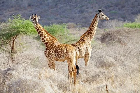 Giraffe (Giraffa camelopardalis) Stock Photos