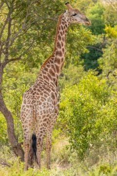 Giraffe ( Giraffa Camelopardalis) standing between tall trees. Stock Photos