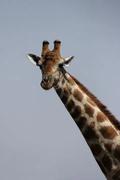 Giraffe (giraffa camelopardis) Stock Photos