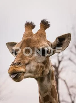 The giraffe (Giraffa) portrait pic (wildlife photo) Stock Photos