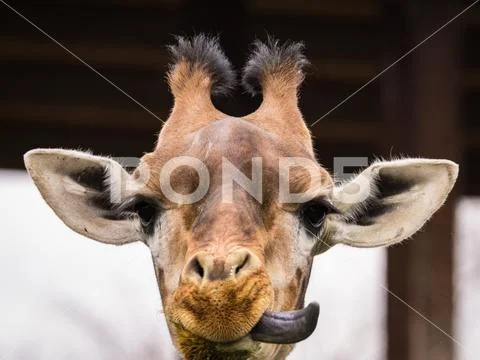 The giraffe (Giraffa) portrait pic (wildlife photo) Stock Photos
