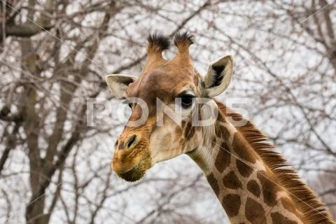 The giraffe (Giraffa) portrait pic (wildlife photo) Stock Photos