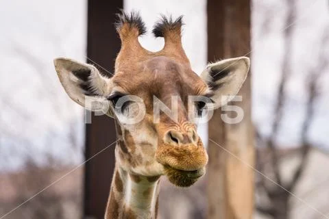 The giraffe (Giraffa) portrait pic (wildlife photo) Stock Photos