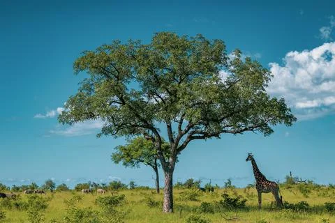 A giraffe, Giraffa, standing under a tree. Stock Photos