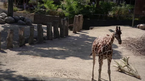 Giraffe. Giraffe drinks water. Stock Footage 232965931
