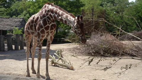 Giraffe. Giraffe in the zoo eats a tree bush. Stock Footage 232966243