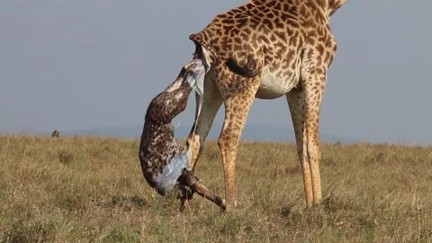Giraffe giving birth Stock Footage 303400283