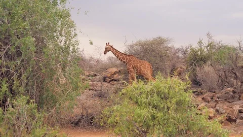 Giraffe Goes Through The Shrubbery And Bushes Of The African Savannah 库存影片 94818908