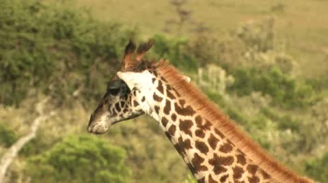 Giraffe going to drink water Stock-Footage 22324405