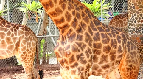 Giraffe, grace the body. Stock Footage 48559802