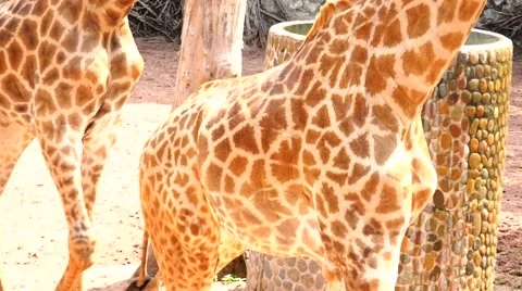 Giraffe, grace the body. Stock Footage 48559974