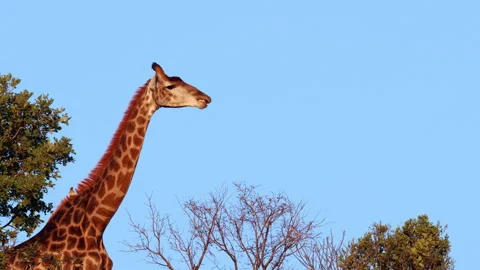 Giraffe Gracefully Chewing Bone Amidst Trees Under Clear Blue Sky Видео 333290672