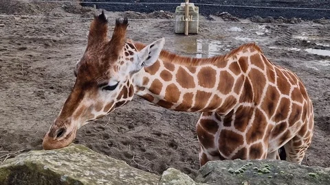 A giraffe gracefully feeds on foliage, embodying elegance in nature's embrace. Stock Footage 273344609