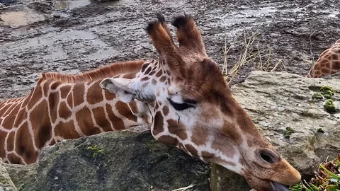 A giraffe gracefully indulges in a feast of foliage. Stock Footage 273344905