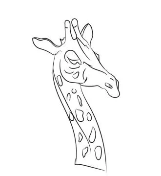 Giraffe graphic lines, vector Stock Illustration
