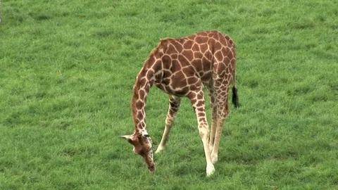 Giraffe on the grass Stock Footage 72129068