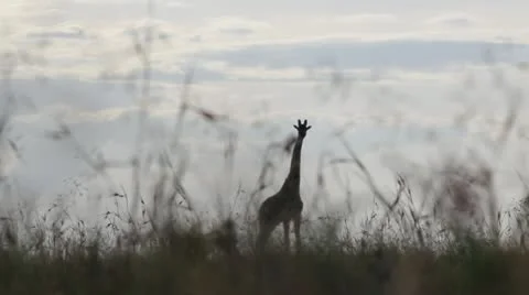 Giraffe from the Grass    (HD) Stock Footage 20531813