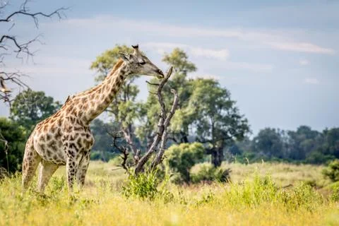 Giraffe in the grass in the Okavango delta. Foto stock